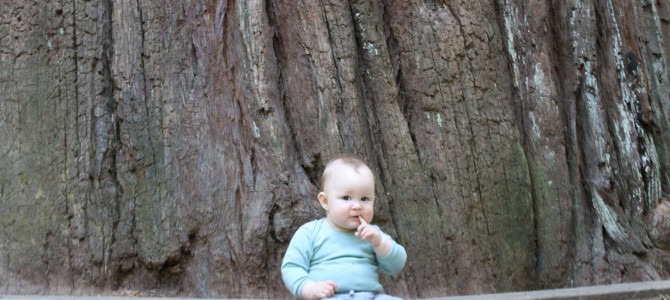 Avenue of the Giants: Abstecher zu den Mammutbäumen